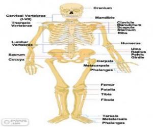 yapboz İnsan iskeleti. Kemikler insan vücudunun (İngilizce)